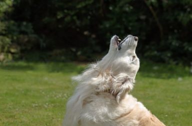 Cane con pelo bianco e marroncino e testa alzata al cielo ulula in un parco verde