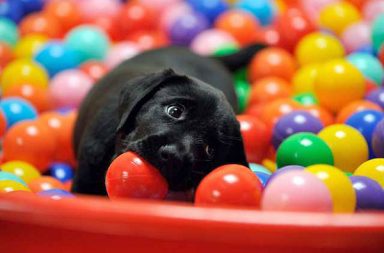 celebrar el cumple de tu perro - cachorro de labrador negro jugando en una piscina de pelotas