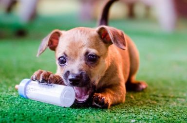cucciolo di cane morde un bieberon pieno di latte in un pavimento d'erba