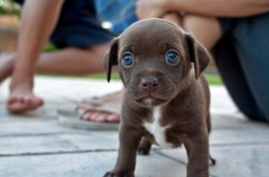 cucciolo con pelo marrone cioccolato e occhi azzurri in un pavimento color grigio con una persona sullo sfondo