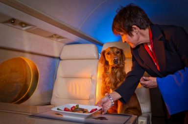 Labrador being served meal on luxury plane