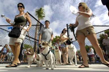 Proprietari di cani entrano al parco con 4 cani di razze diverse