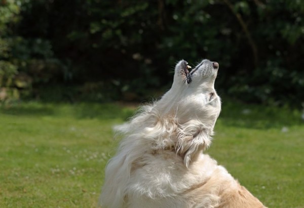 do pointer dogs howl