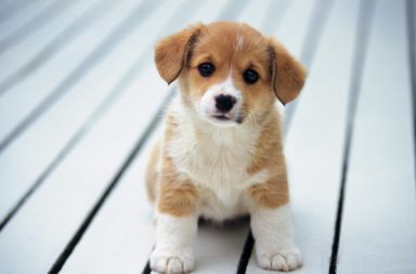 cucciolo di cane guarda l'obbiettivo in un pavimento chiaro di assi di legno