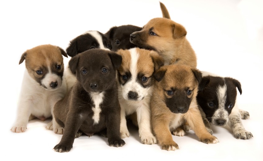 Eight puppy dog puppies against a white background