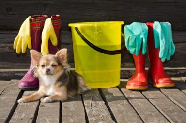 Chihuahua and cleaning products