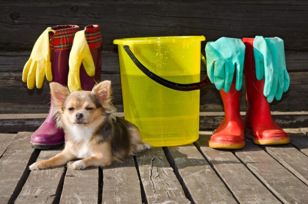Chihuahua and cleaning products