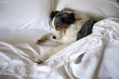 Deberias dormir con tu perro - Border Collie durmiendo en la cama de su propietario