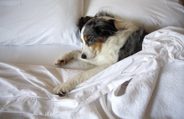 Deberías dormir con tu perro? - DogBuddy Blog