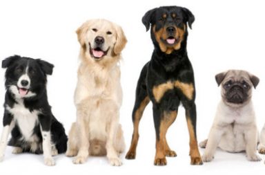 Different dogs breeds Dogbuddy blog