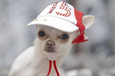 Chihuahua wearing fashionable cap