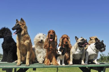 Los-perros-favoritos-de-los-españoles-grupo-de-perros-sentados-en-un-banco.jpg
