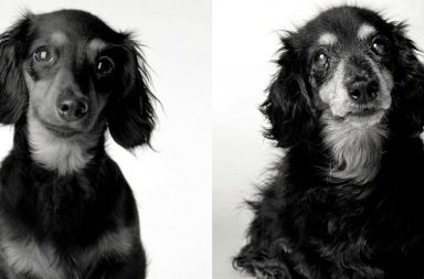 Dachshunds young vs old
