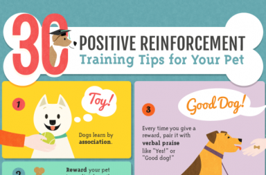 Positive Dog Training Infographic Amber Kingsley for DogBuddy Blog