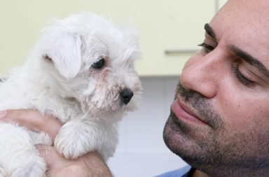 TV vet Marc Abraham examines a bichon frise/westie cross from a Welsh puppy farm.