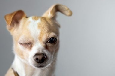 Trucos para facilitar la vida con tu perro - Chihuahua guiñando un ojo