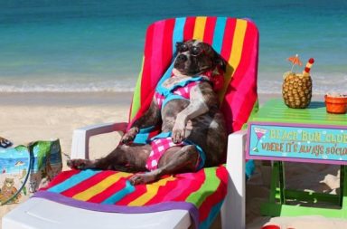 mare con cani prendendo il sole su un asciugamano di colori con tavolino e ananas al lato