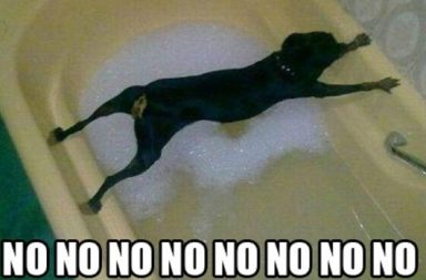 un esempio che i cani odiano fare il bagno,cane con pelo nero appeso nella vasca da bagno con acqua e schiuma non vuole lavarsi