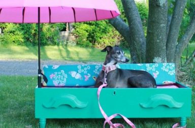 Greyhound sitting in a homemade dog bench