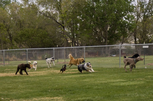 Pros y contras de los parques para perros - DogBuddy Blog