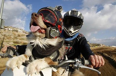 perro extremo en una moto junto a su humano
