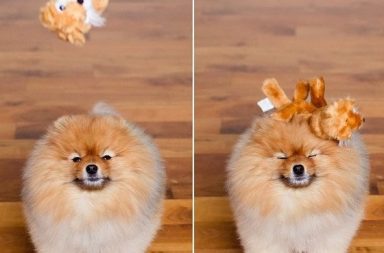 perros patosos - pomerania con juguete en la cabeza