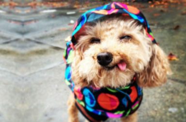 Dog in rain jacket