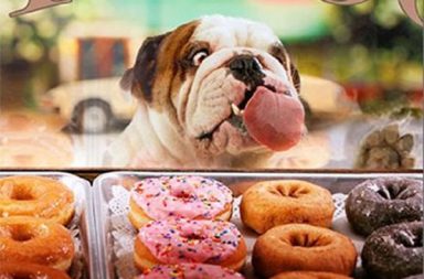 English bulldog trying to lick doughnuts through the shop window.