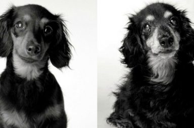 la vita dei cani in foto da quando erano cuccioli a quando sono anziani