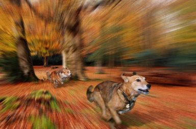 Dogs running in a forest