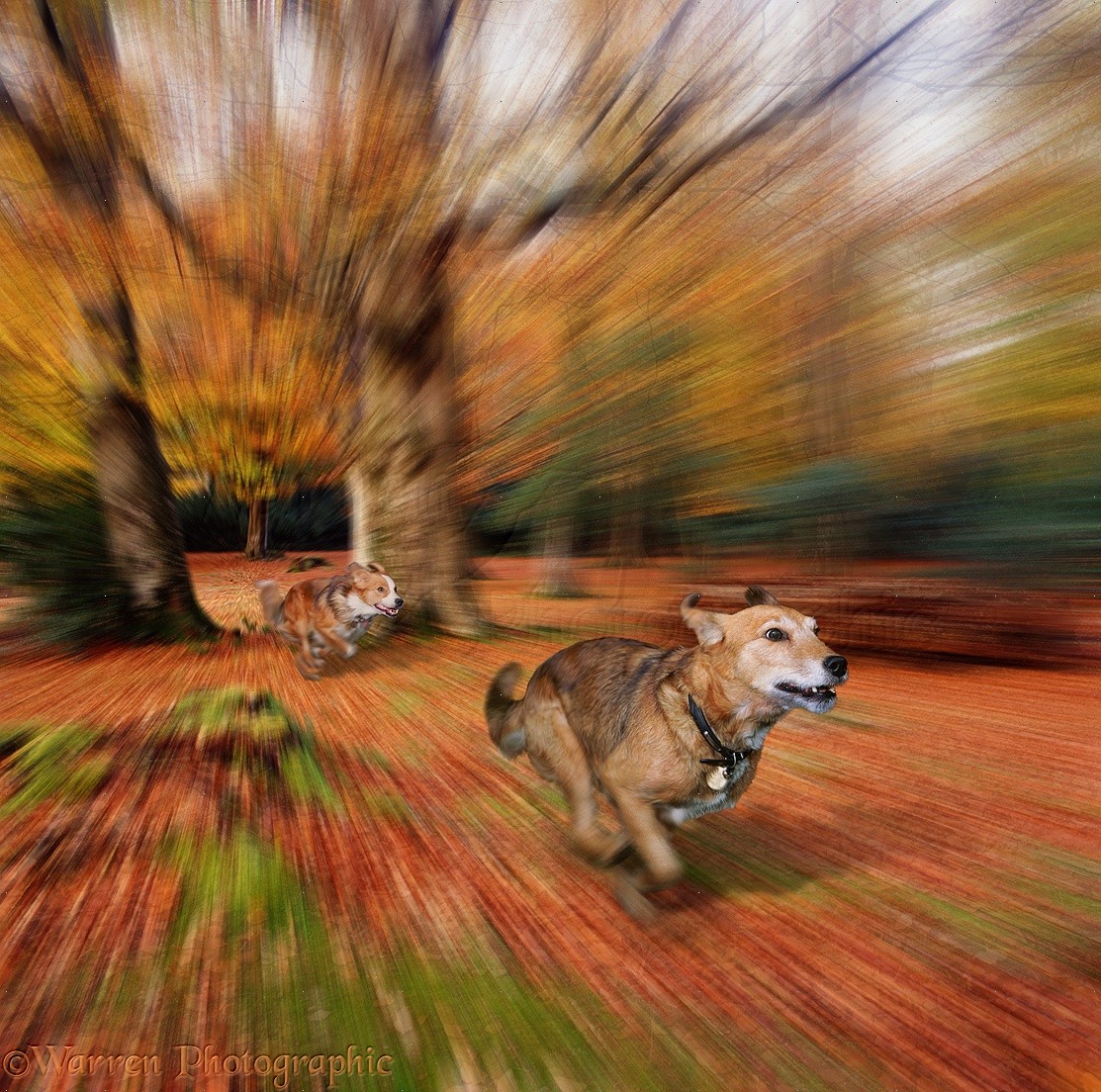 https://blog.dogbuddy.com/wp-content/uploads/2015/10/01967-Dogs-chasing-through-the-New-Forest.jpg?utm_source=chatgpt.com