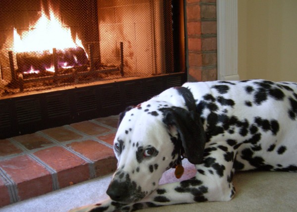 Dog training in the house dalmatian sitting by a fire combatting dog anxiety in autumn