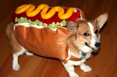 Corgi in a hot dog costume