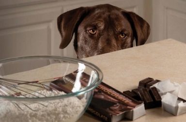 Dangerous-Foods-for-Dogs