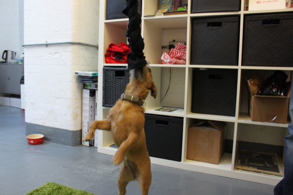 Border Terrier biting a homemade diy dog toy