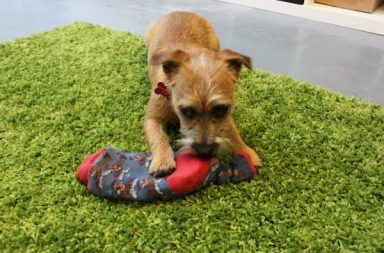 Rosie the puppy Border Terrier with her homemade dog toy