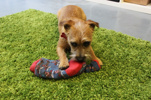 Rosie the puppy Border Terrier with her homemade dog toy