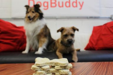 Border Terrier Puppy and Shetland Sheepdog wait sitting on leather sofa for DogBuddy Healthy Dog Treats