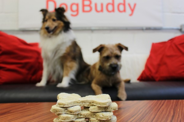 Border Terrier Puppy and Shetland Sheepdog wait sitting on leather sofa for DogBuddy Healthy Dog Treats