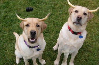 Labrador retrievers with devil horns