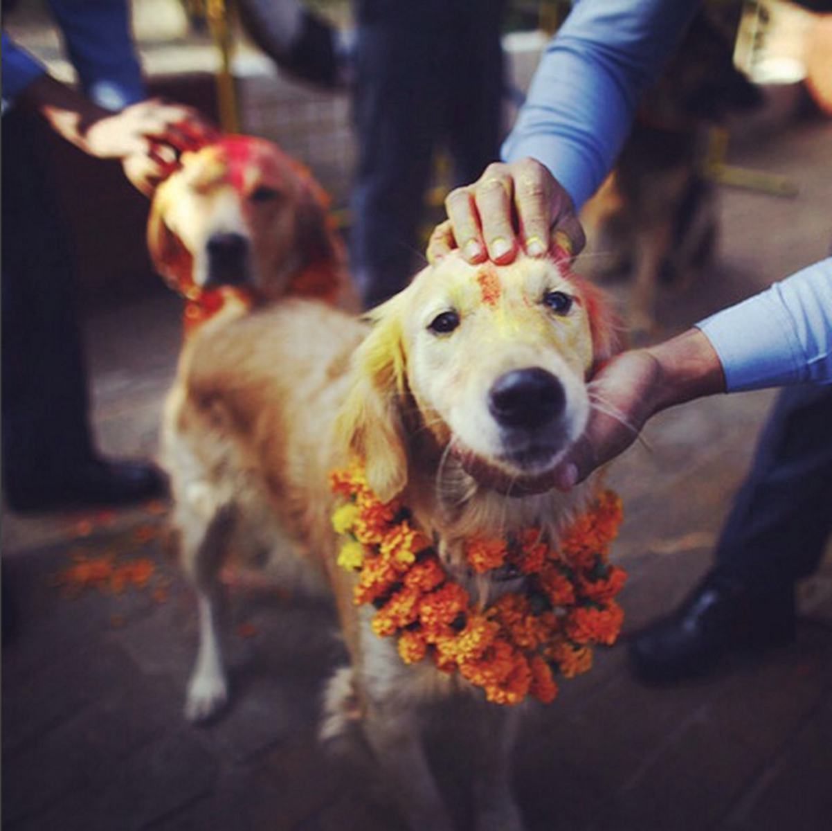 why do we celebrate kukur tihar