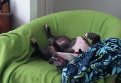 Staffordshire Bull Terrier auf sofa