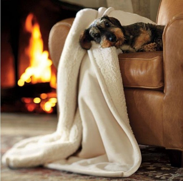 ansiedad perruna, perro en un sófa con manta