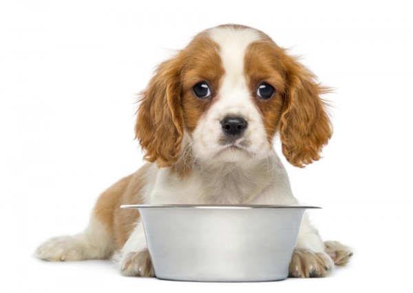 ansiedad perruna y comida para perros