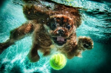 cane in acqua cerca la sua pallina gialla