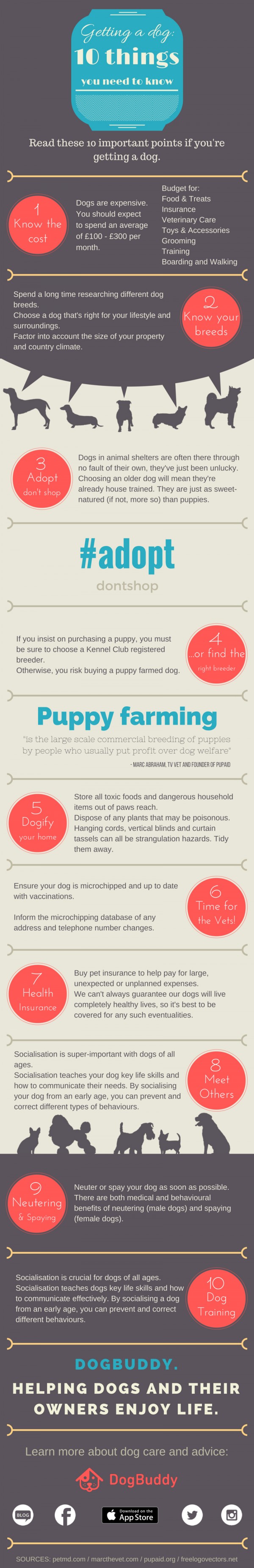 getting a dog dogbuddy infographic