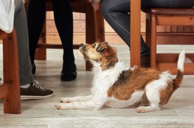 terrier dog begging for food at the dinner table know what human foods safe for dogs are dogbuddy blog