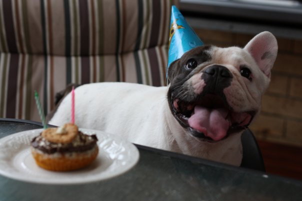 french bulldog birthday smile