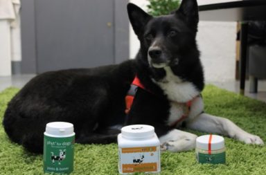 Yogi the Karelian Bear Dog sitting on a green shag pile carpet with diet'dog paw balm and products for the dogbuddy xmas giveaway