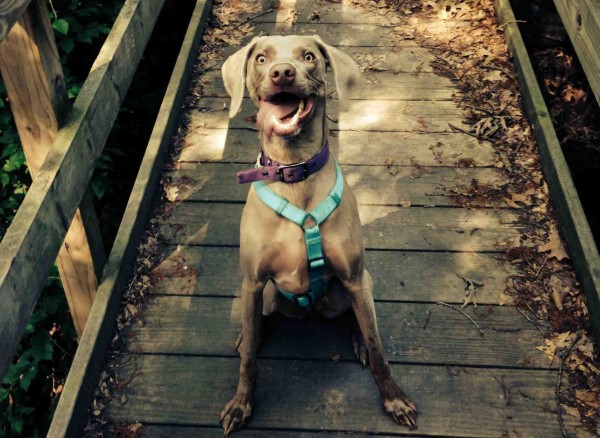 Weimaraner smiling happy sitting on a bridge after a long walk for the Get A Weimaraner DogBuddy Blog Post